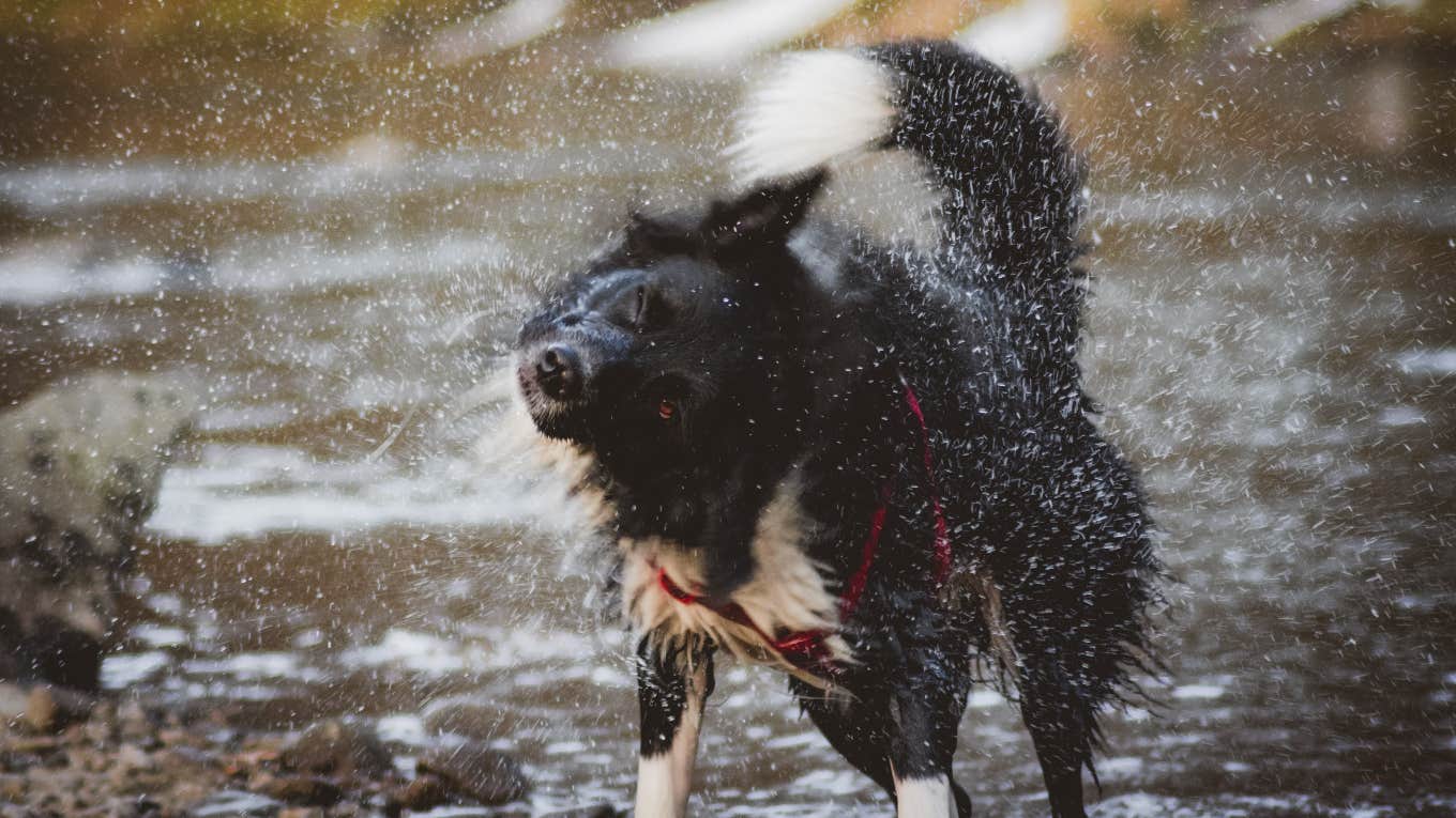 wet dog shaking off