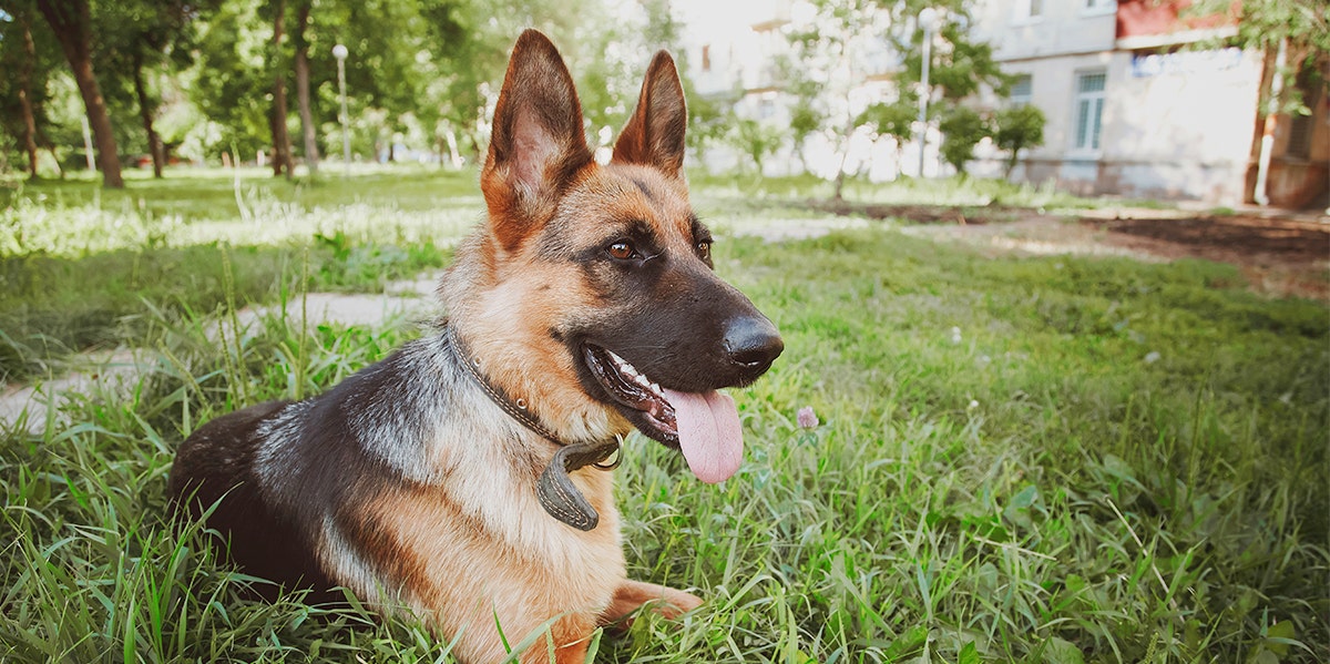 German shepherd