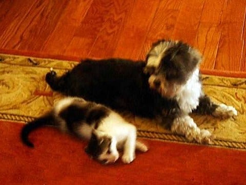 Love Story: Lost Dog & Kitten Are Moving In Together