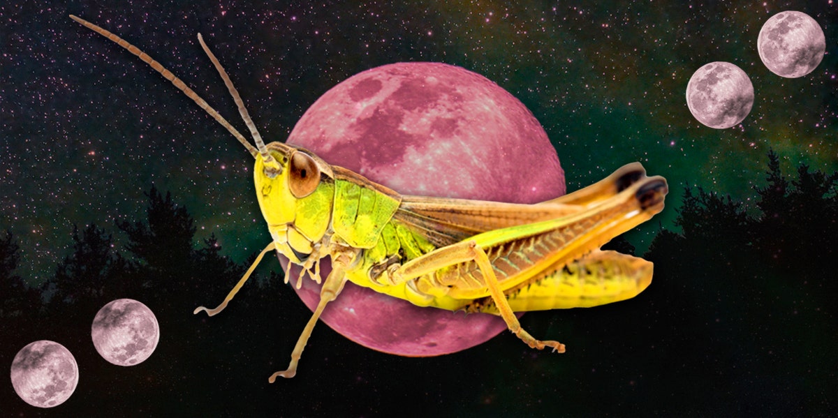 grasshopper symbolism