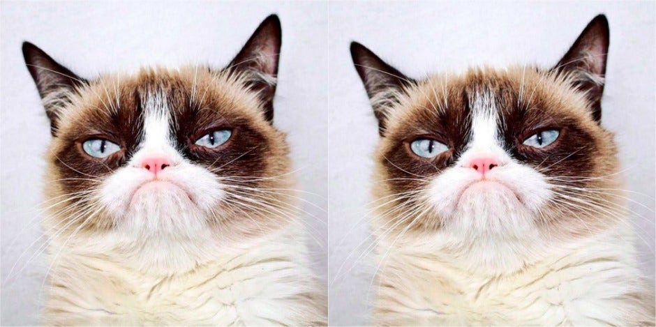 Grumpy Cat, the Arizona meme sensation, is dead at 7