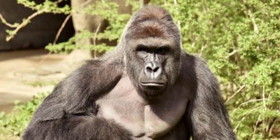 harambe gorilla killed mother blamed harambe gorilla killed mom