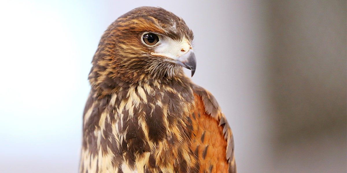 harris hawk bird of prey