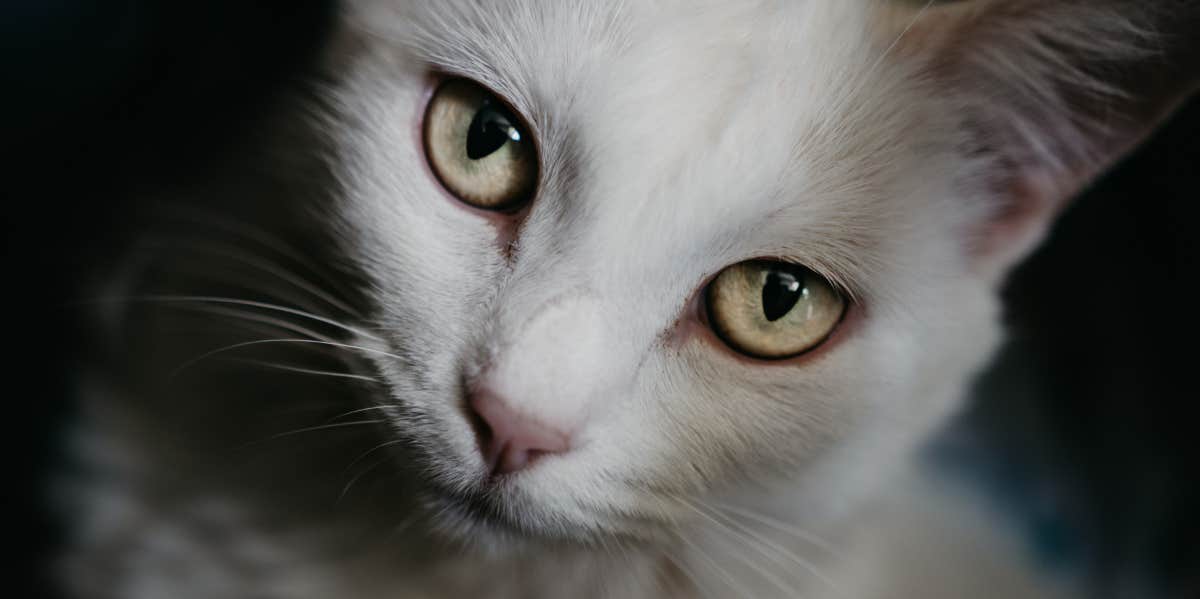 health benefits of owning cats cute, healthy white cat with sweet eyes