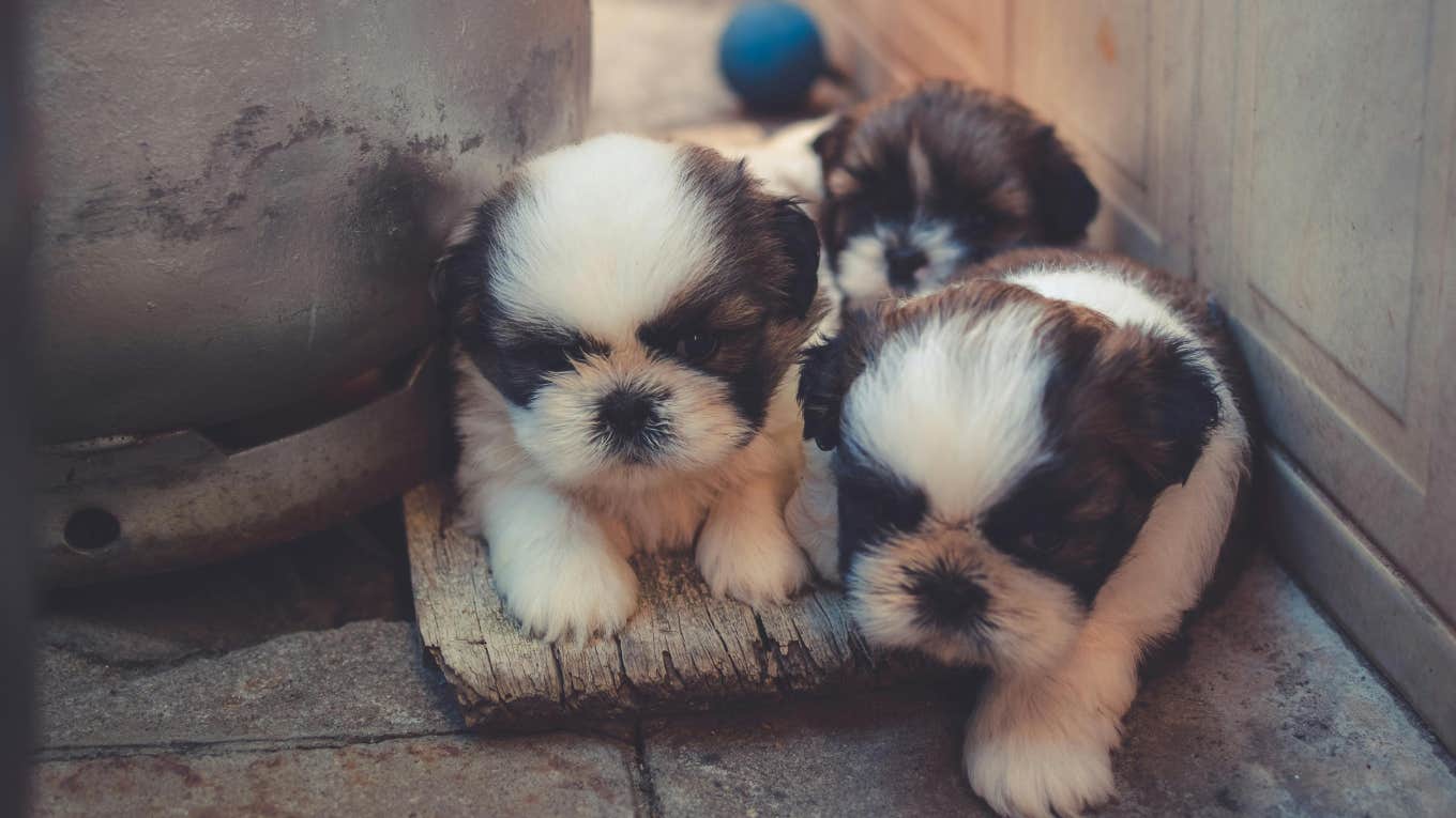 Homeless Man Saves 5 Stray Puppies puppies