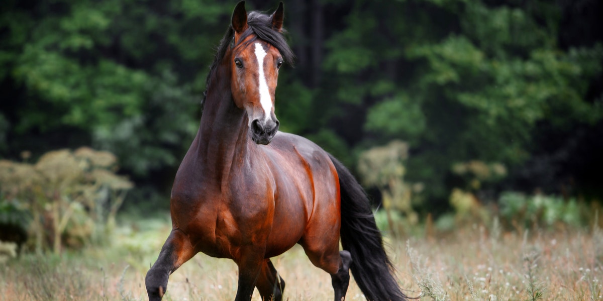 brown and white horse