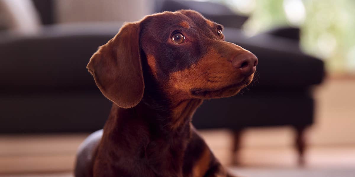 How A Dog Almost Ruined My Marriage dachshund dog