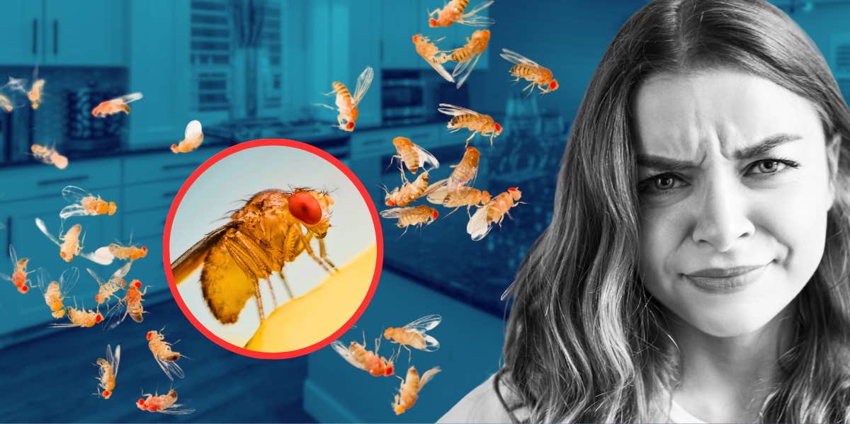 How to Get Rid of Fruit Flies