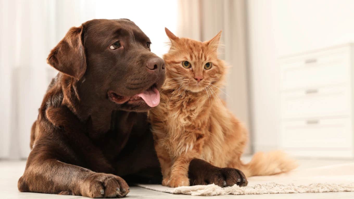 How Two Pets Went From Enemies To Best Friends With Help From An Animal Communicator cat and dog best friends
