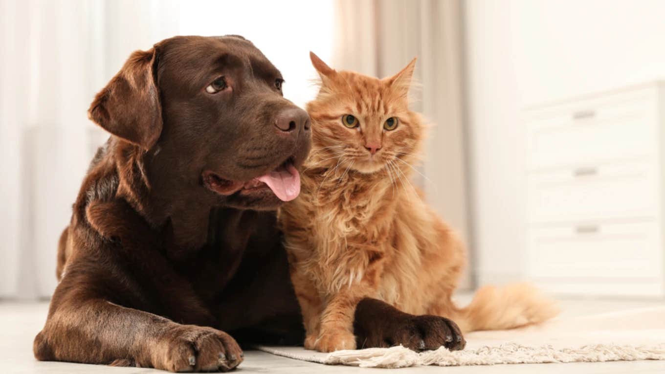 cat and dog best friends