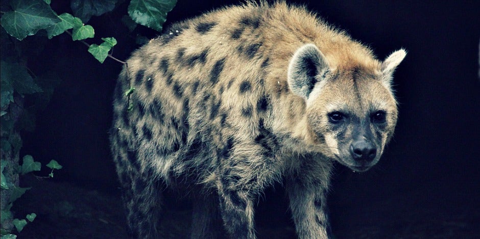 hyena