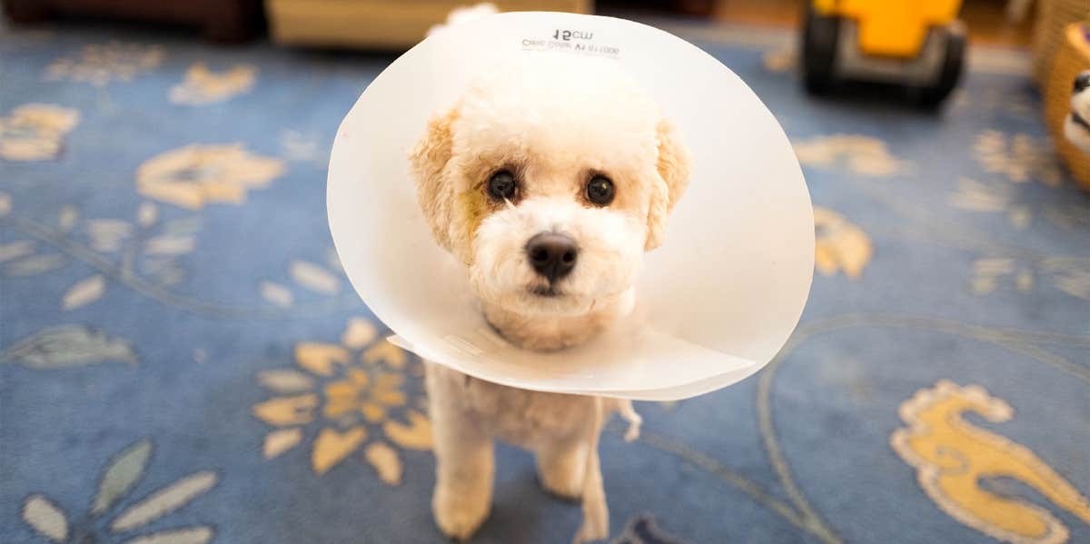 dog wearing cone