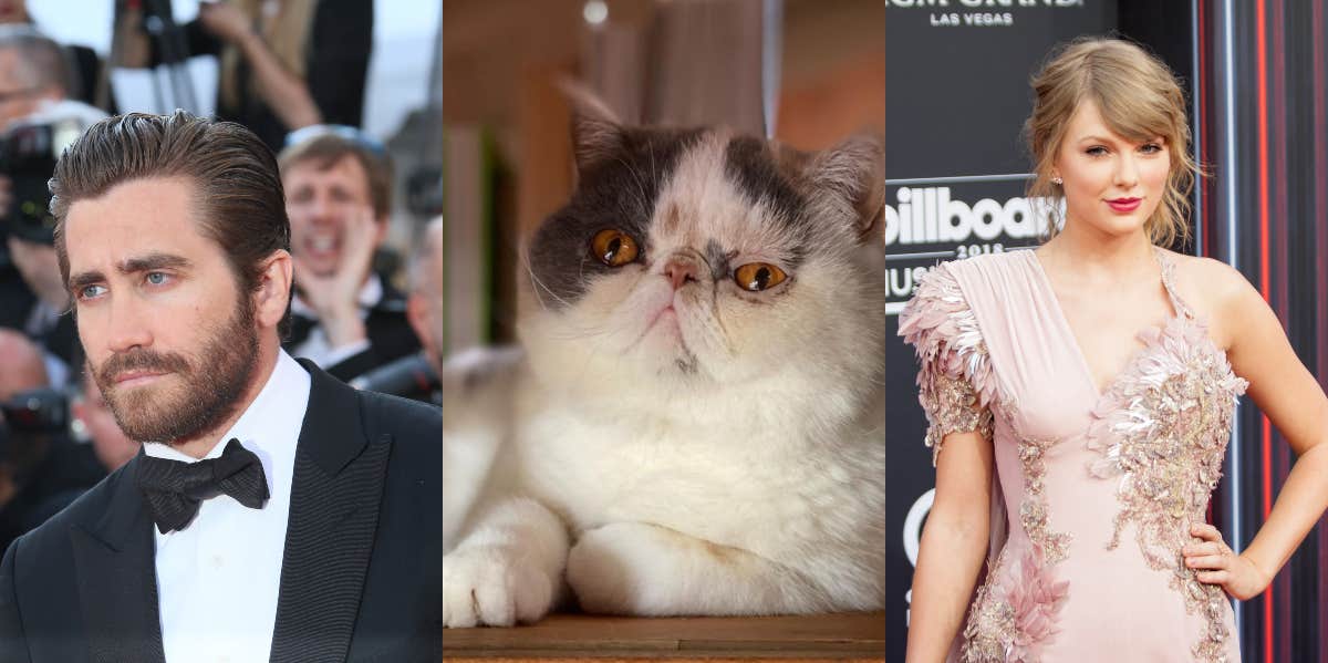 Does Jake Gyllenhaal Have An Instagram For His Cat? Taylor Swift Fans Think So Jake Gyllenhaal, Ms. Flufflestiltskin, and Taylor Swift