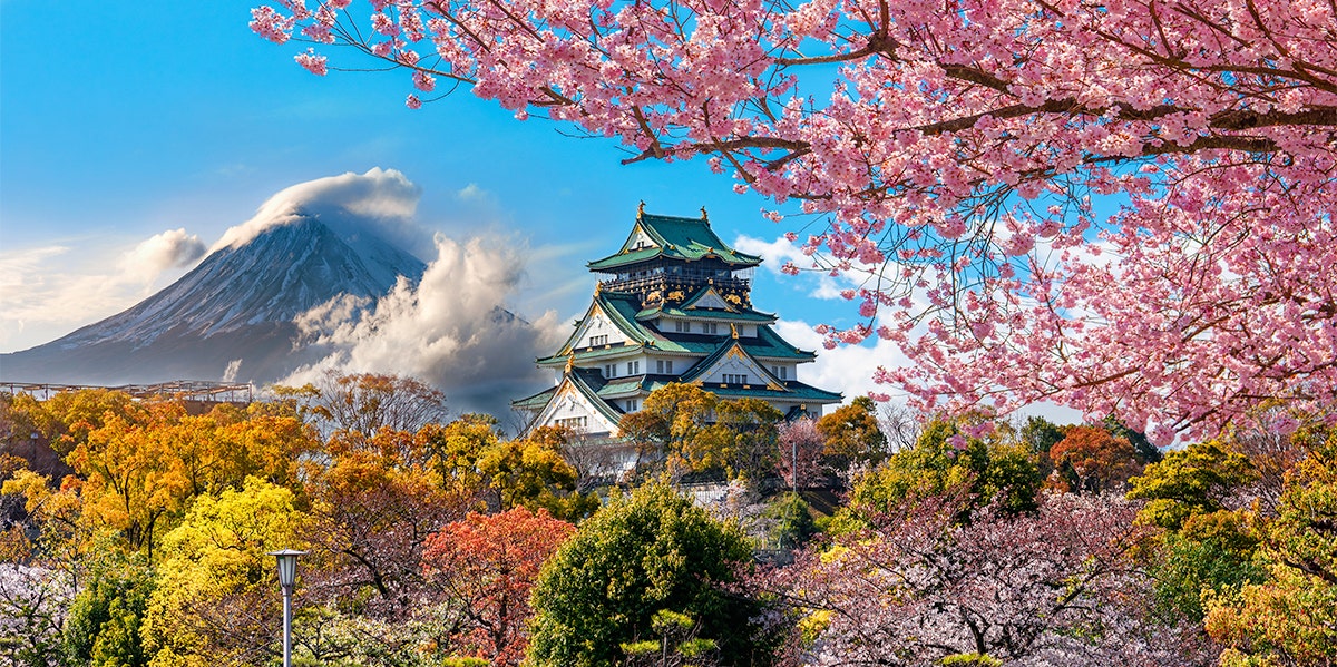 japan cherry blossoms with mount fuji