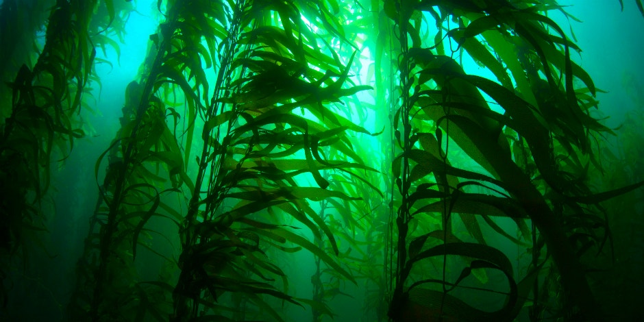 9 Health Benefits of Kelp