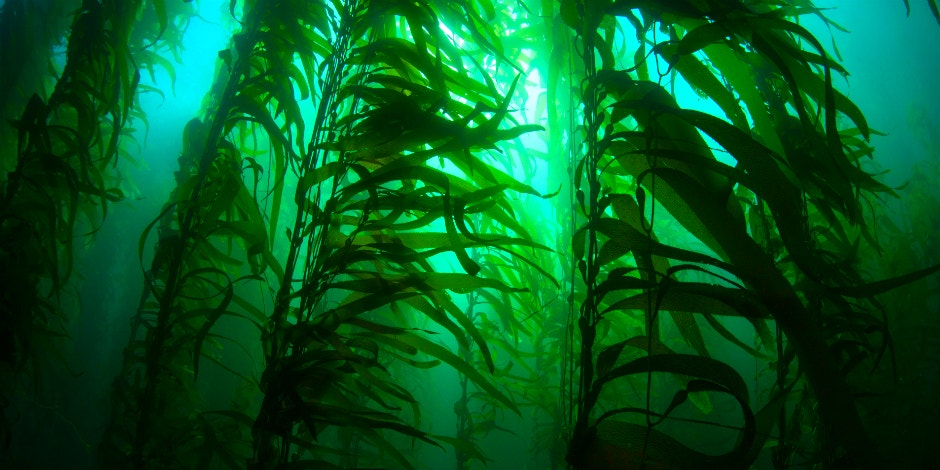 9 Health Benefits of Kelp 9 Health Benefits of Kelp