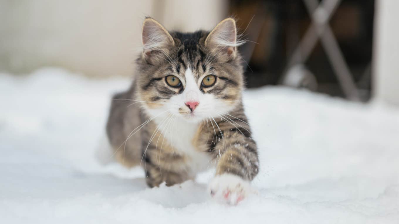 cats, winter, neighbor, snow