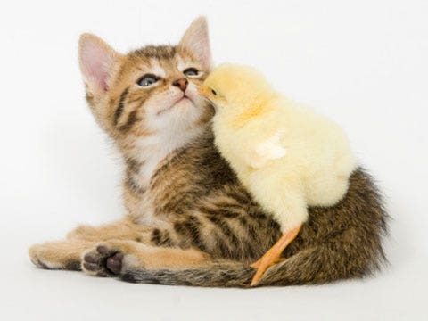 kitten chick cuddling