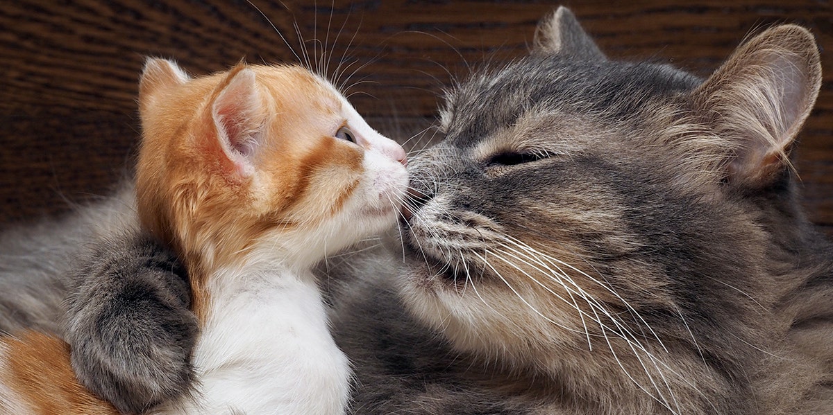 Sweet Cat Viral Video Of Feral Grumpy Cat Falling In Love With Foster Kittens