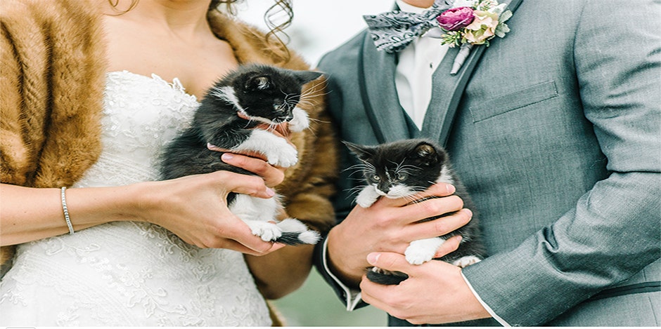 Two Rescue Kittens Make A Guest Appearance At This Couple's Wedding & It's So Cute!