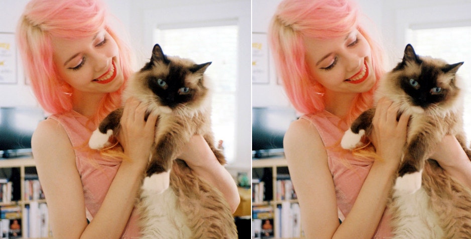 The Perfect Cat For You The Perfect Cat For You