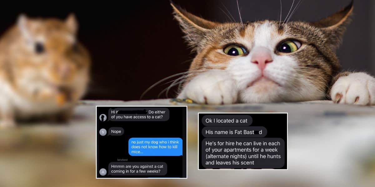 Cat stalking mouse and screenshots of landlord texts