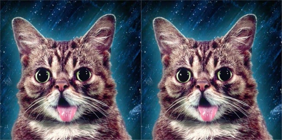 How Did Lil Bub Die? Internet Cat Who Raised Thousands For Animals In Need Is Dead At 8