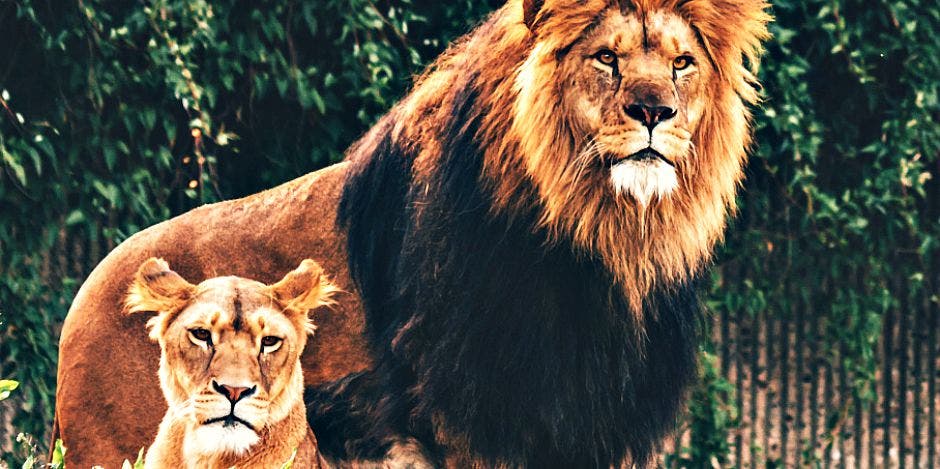 lion lion