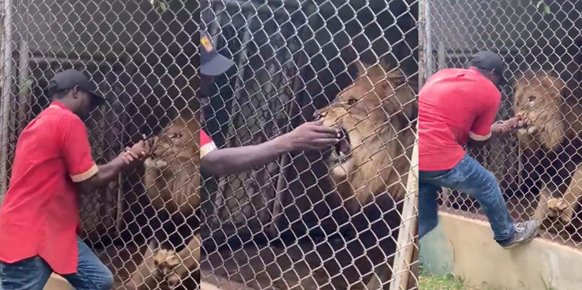 Jamaica zookeeper loses finger in lion attack