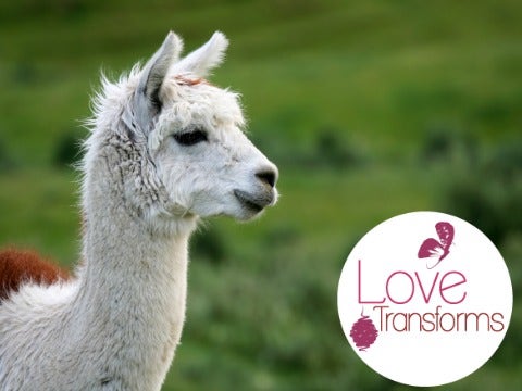 11 Therapy Llamas That Will Make Your Heart Explode With Love 11 Therapy Llamas That Will Make Your Heart Explode With Love