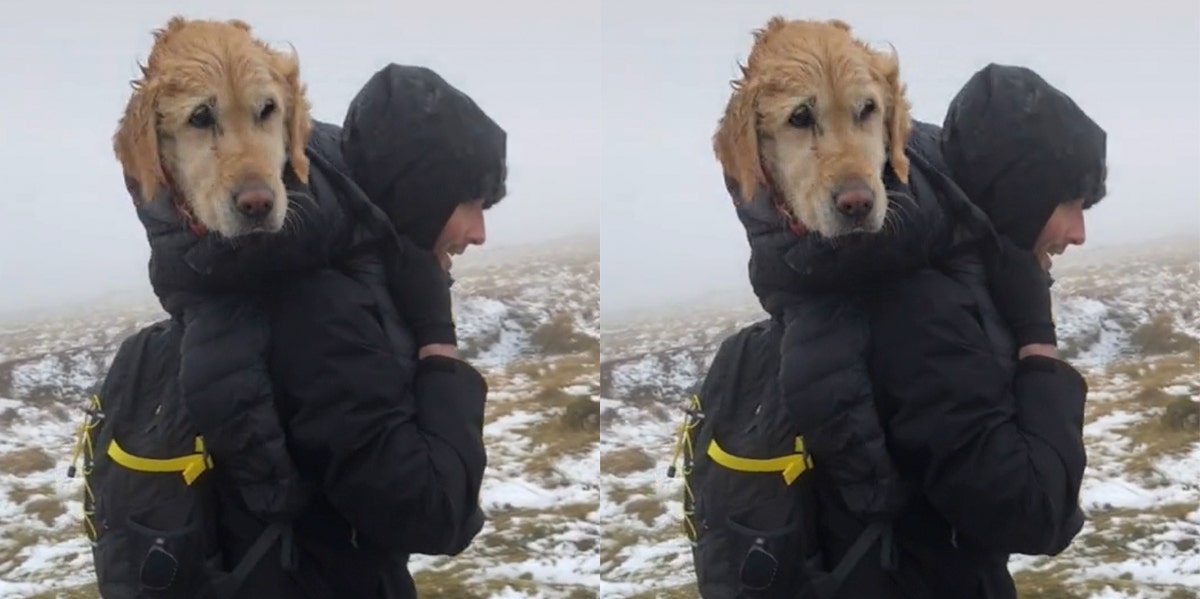 Lost Dog Lost Dog
