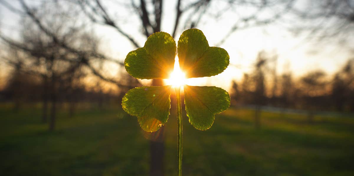 four leaf clover