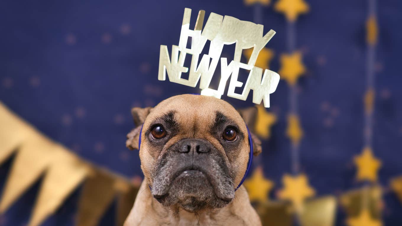 Man Called A Dog Hater For Skipping Sister's Child-Free New Year's Eve Party Dog with Happy New Year hat