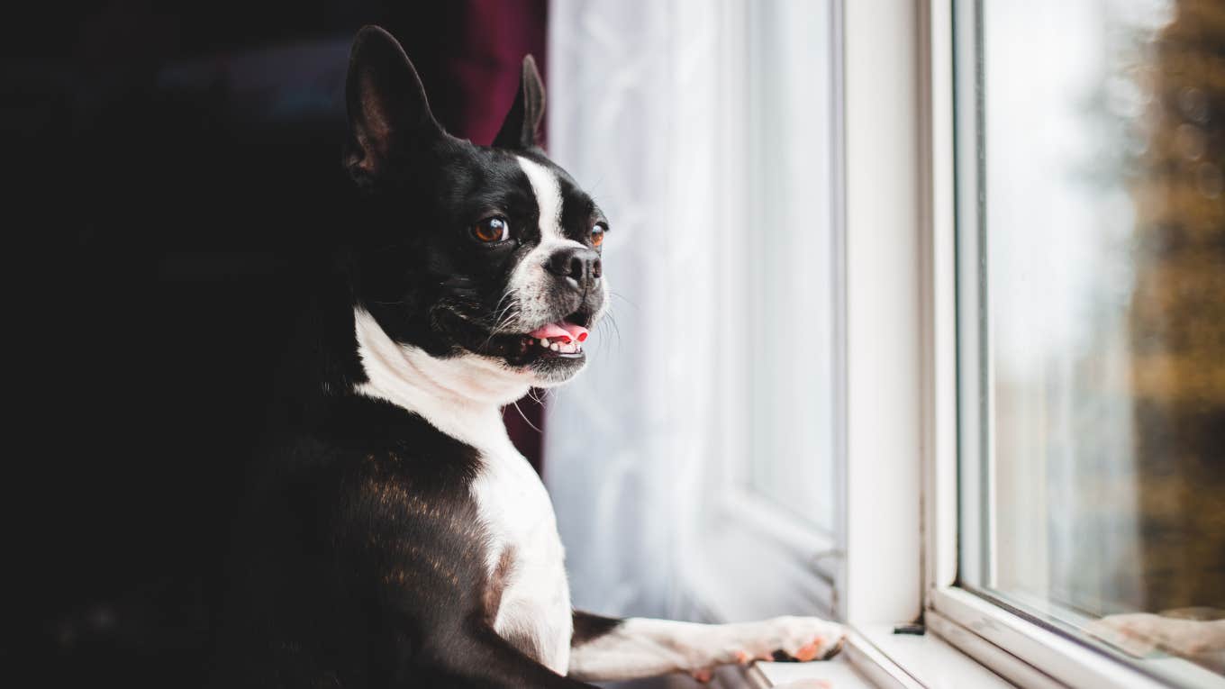 dog looking out window of home