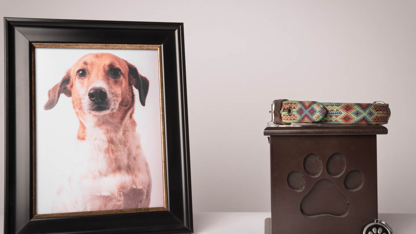 framed photo of dog next to urn with paw print and leash