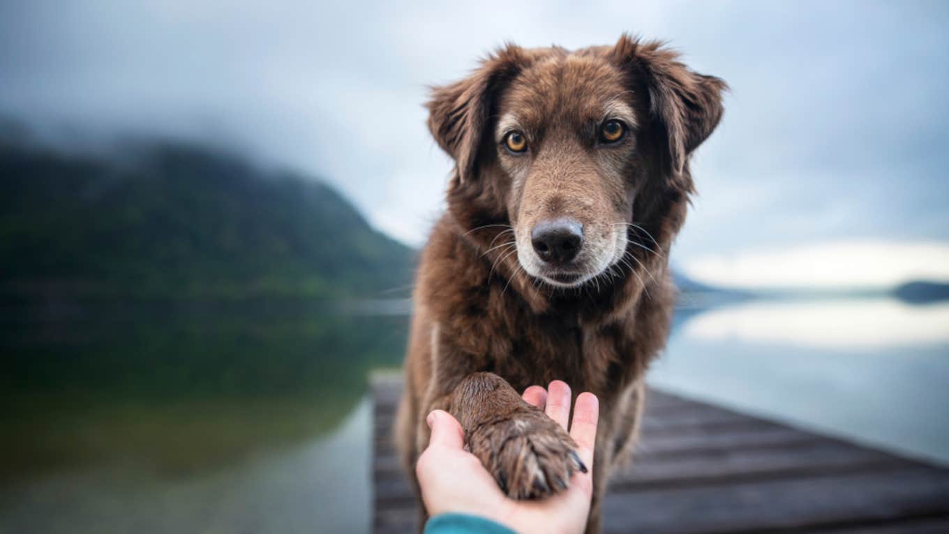 dog, shelter dog, aggressive, man 