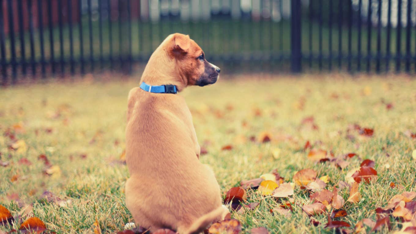 dog, backyard, neighbors