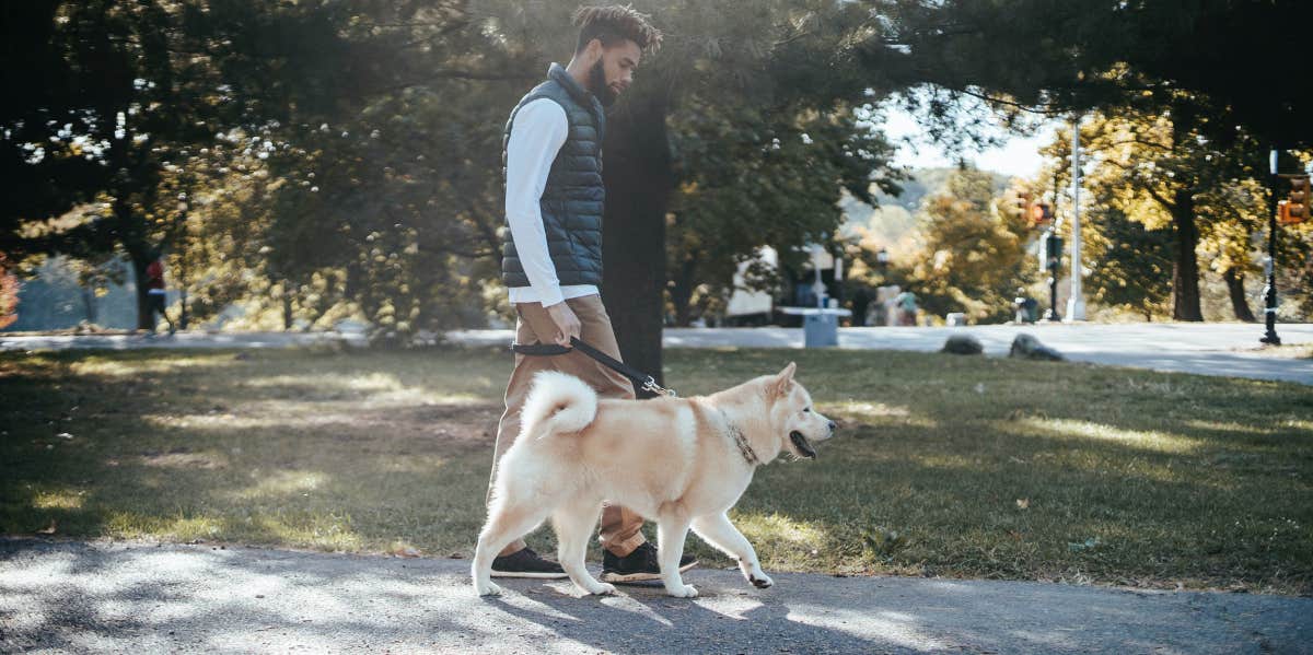 Man Secretly Brings Girlfriend's Dog To See Her Ex-Boyfriend After She Refused Man walking dog