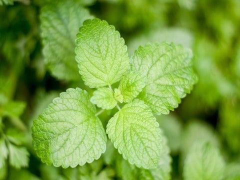 Mint Mint