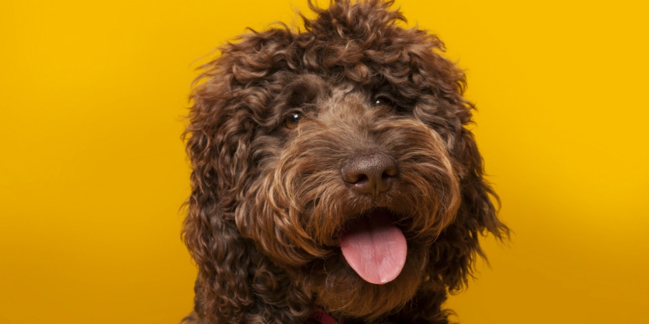 Who Is Wally Conron? New Details On Labradoodle Creator Who Says He Created A 'Monster' Who Is Wally Conron? New Details On Labradoodle Creator Who Says He Created A 'Monster'