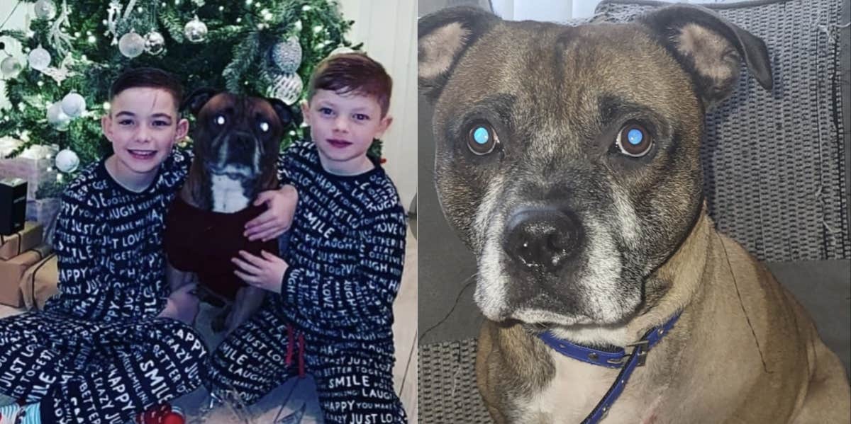 Mom Can't Afford Christmas Gifts For Kids After Spending $8K On Her Dog's Life-Saving Surgery Children, dog, Christmas