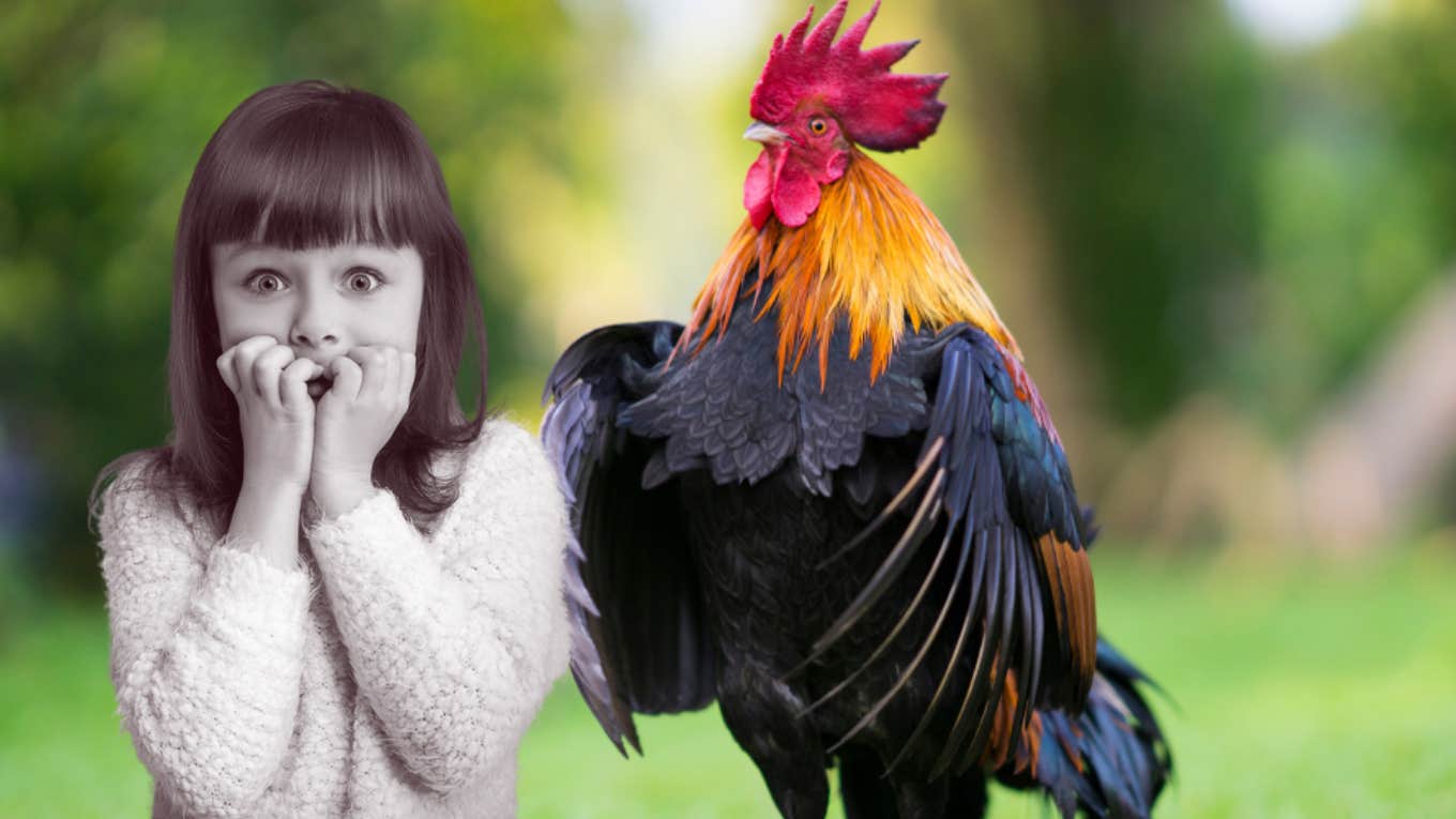 rooster, little girl, mother, cook