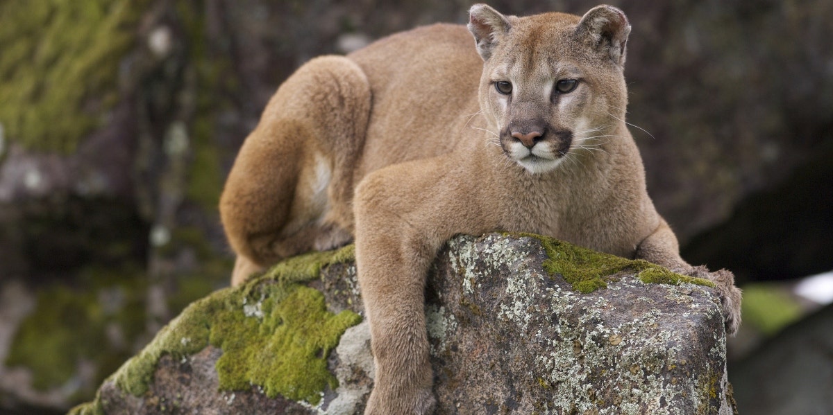 Mountain Lion