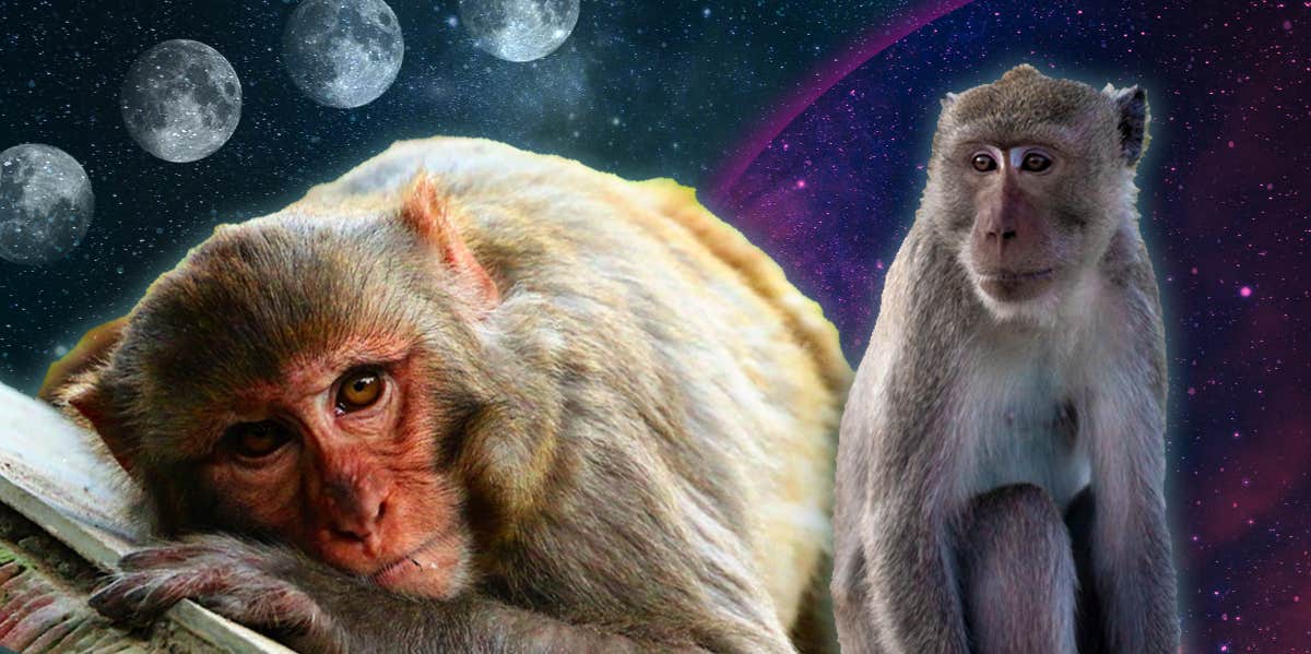 Monkey Symbolism & Spiritual Meanings Of A Monkey Spirit Animal | YourTango