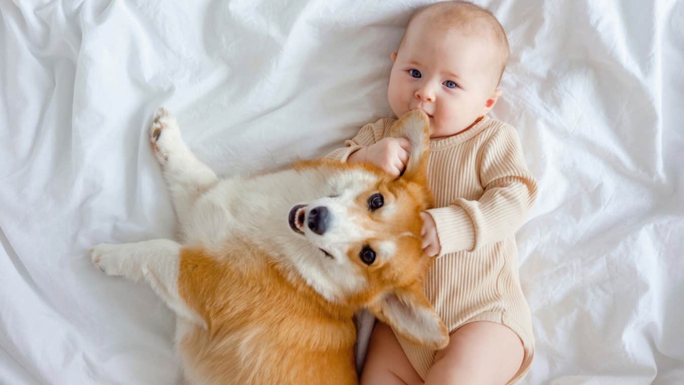 baby, dog, stranger 