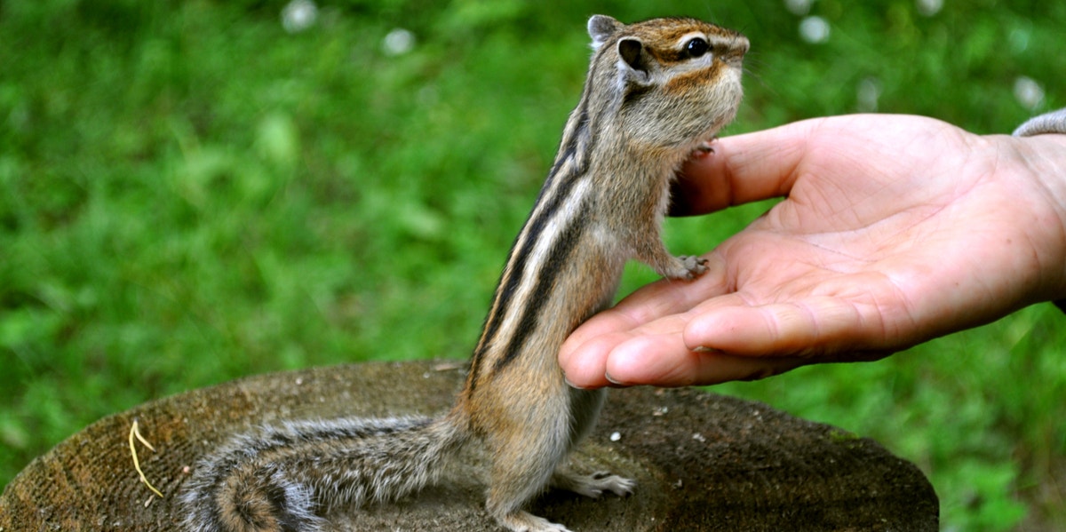 chipmunk coming to man's hand