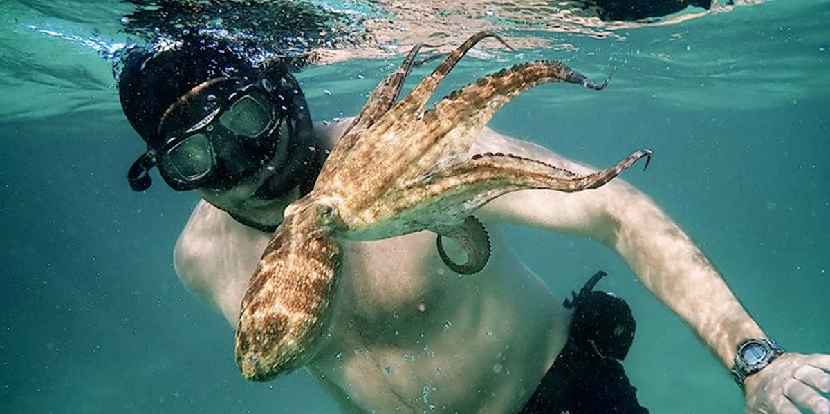 'My Octopus Teacher' & Healing By Returning To The Same Place 'My Octopus Teacher' & Healing By Returning To The Same Place