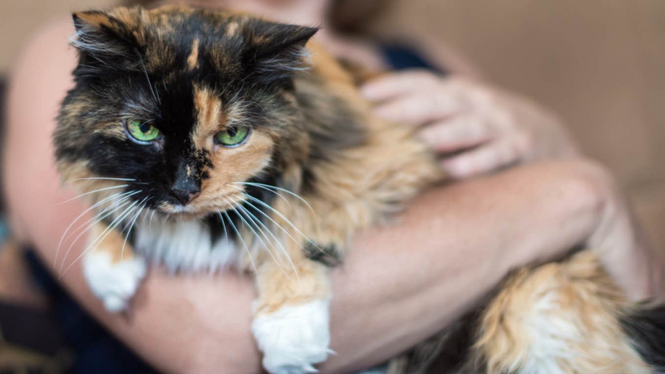 Nearly Dead Senior Cat Gets Adopted Into Unexpected Home senior cat, pet, adoption