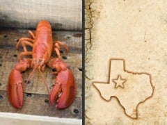 north south lobster texas