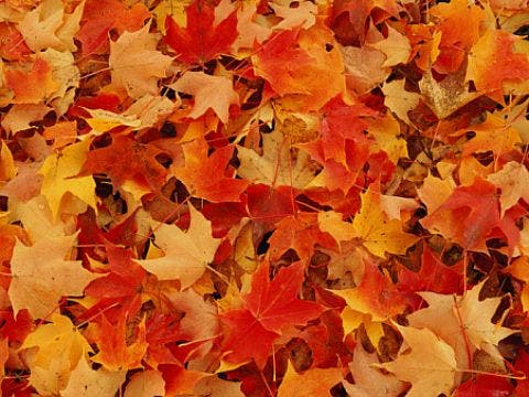autumn leaves autumn leaves